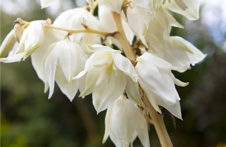 Yucca filamentosa 'Color Guard'