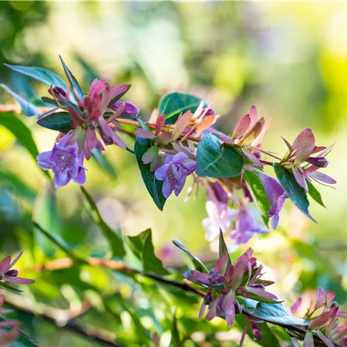 Abelia 'Edward Goucher'