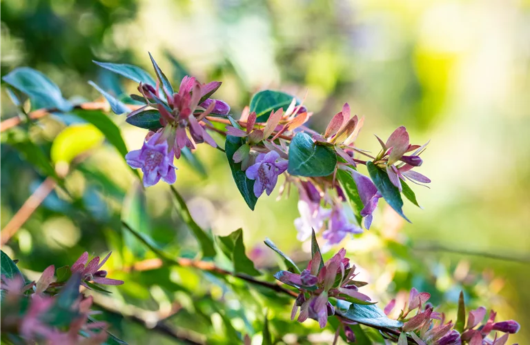 Abelia 'Edward Goucher'