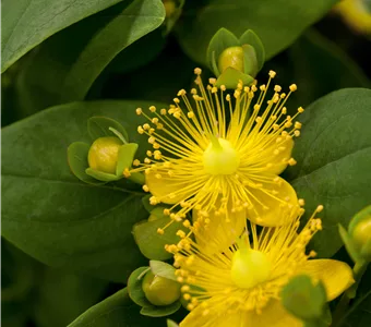 Hypericum inodorum 'Magical Sunshine' -R-