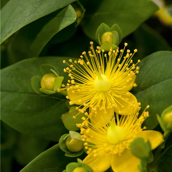 Hypericum inodorum 'Magical Sunshine' -R-