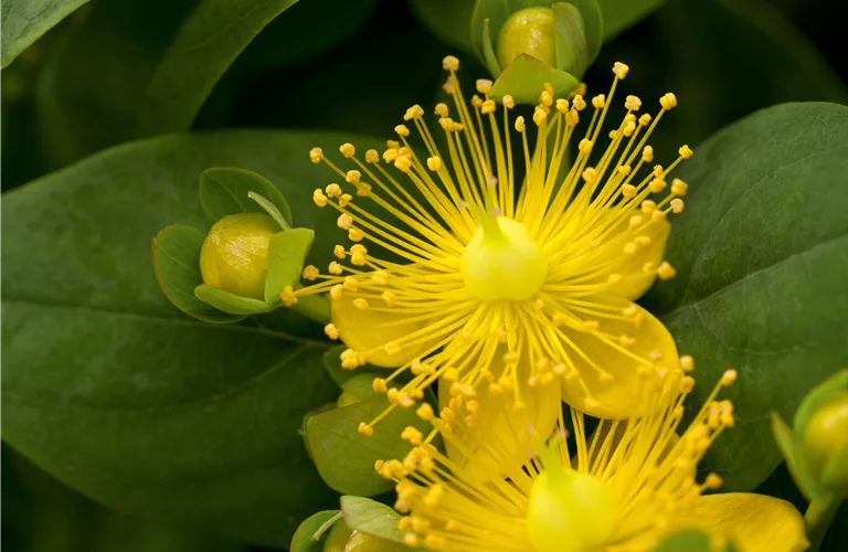 Hypericum inodorum 'Magical Sunshine' -R-