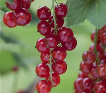 Ribes rubrum 'Rosetta' CAC I