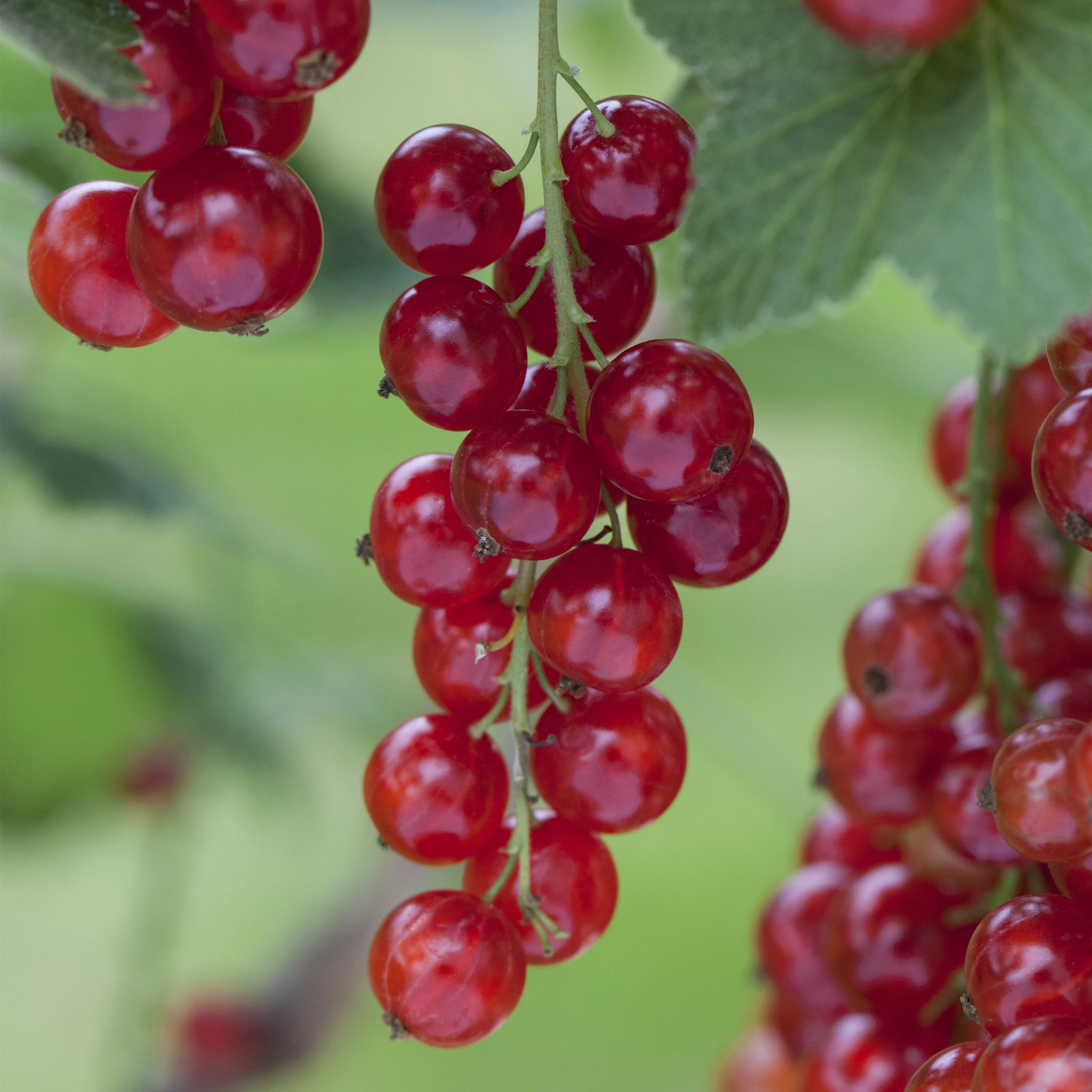 Ribes rubrum 'Rosetta' CAC I