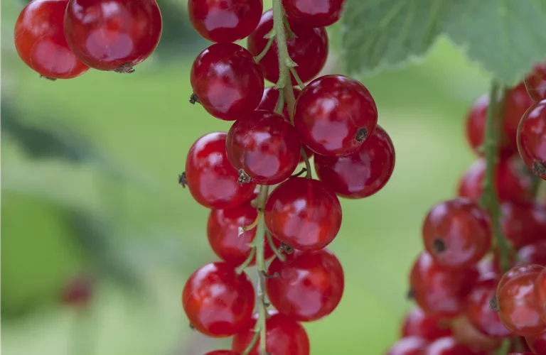 Ribes rubrum 'Rosetta' CAC I