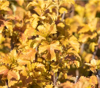 Physocarpus opulifolius 'Amber Jubilee' -R-