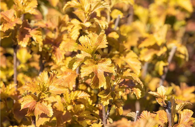 Physocarpus opulifolius 'Amber Jubilee' -R-