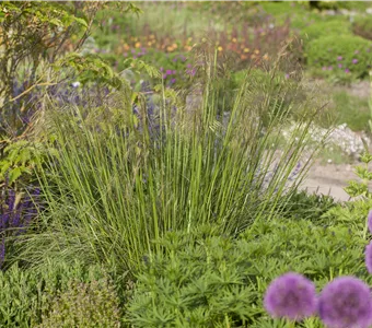 Stipa gigantea