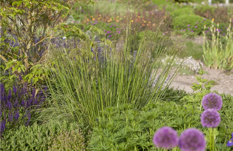 Stipa gigantea