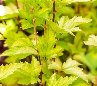 Physocarpus opulifolius 'Nugget'