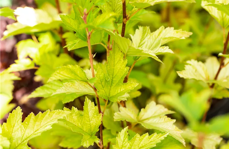 Physocarpus opulifolius 'Nugget'