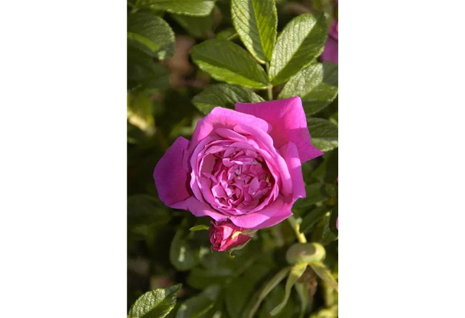 Bodendeckerrose 'Rosa Zwerg'