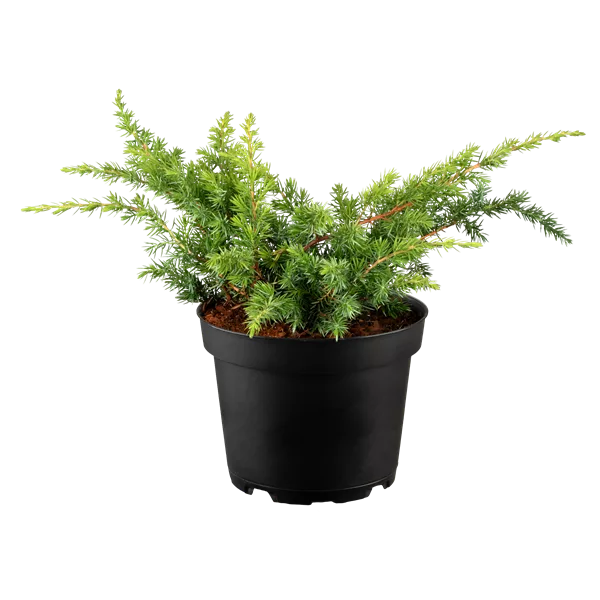 Juniperus conferta 'Schlager'