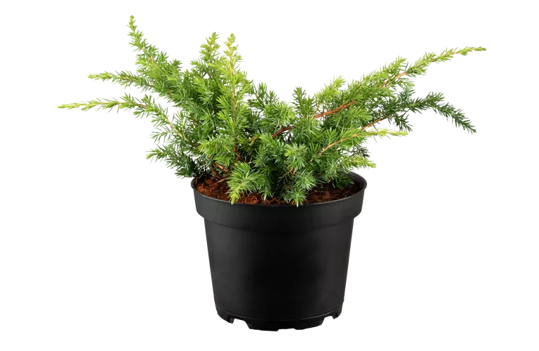 Juniperus conferta 'Schlager'