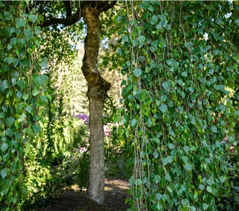 Betula pendula 'Tristis'