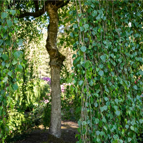 Betula pendula 'Tristis'