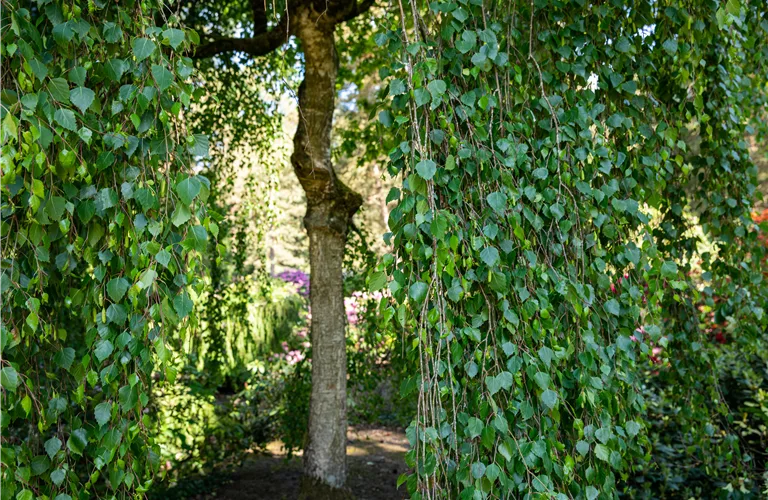 Betula pendula 'Tristis'