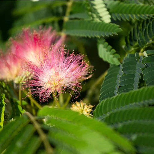 Albizia julibrissin