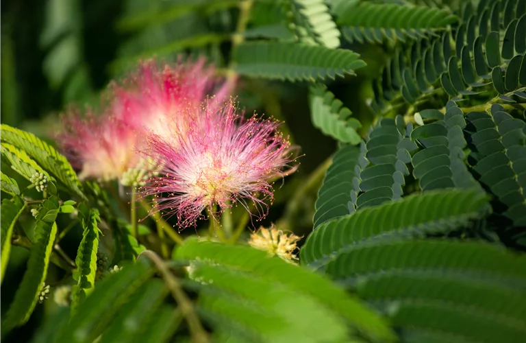 Albizia julibrissin