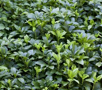 Pachysandra terminalis 'Green Carpet' -R-