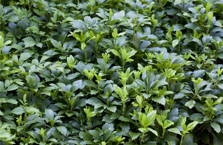 Pachysandra terminalis 'Green Carpet' -R-