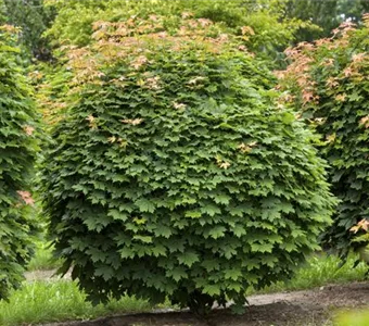 Acer platanoides 'Globosum'