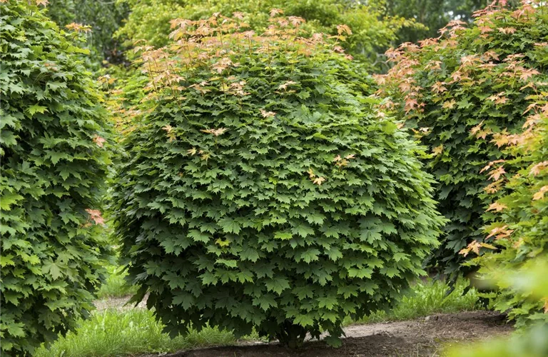 Acer platanoides 'Globosum'