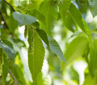 Carpinus betulus