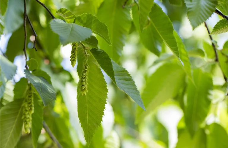 Carpinus betulus