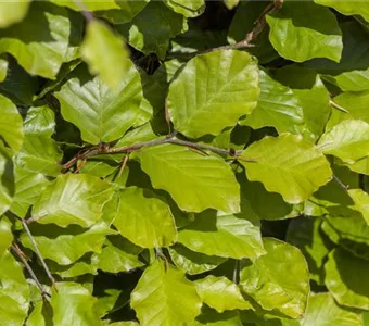 Fagus sylvatica 'Dawyck Gold'