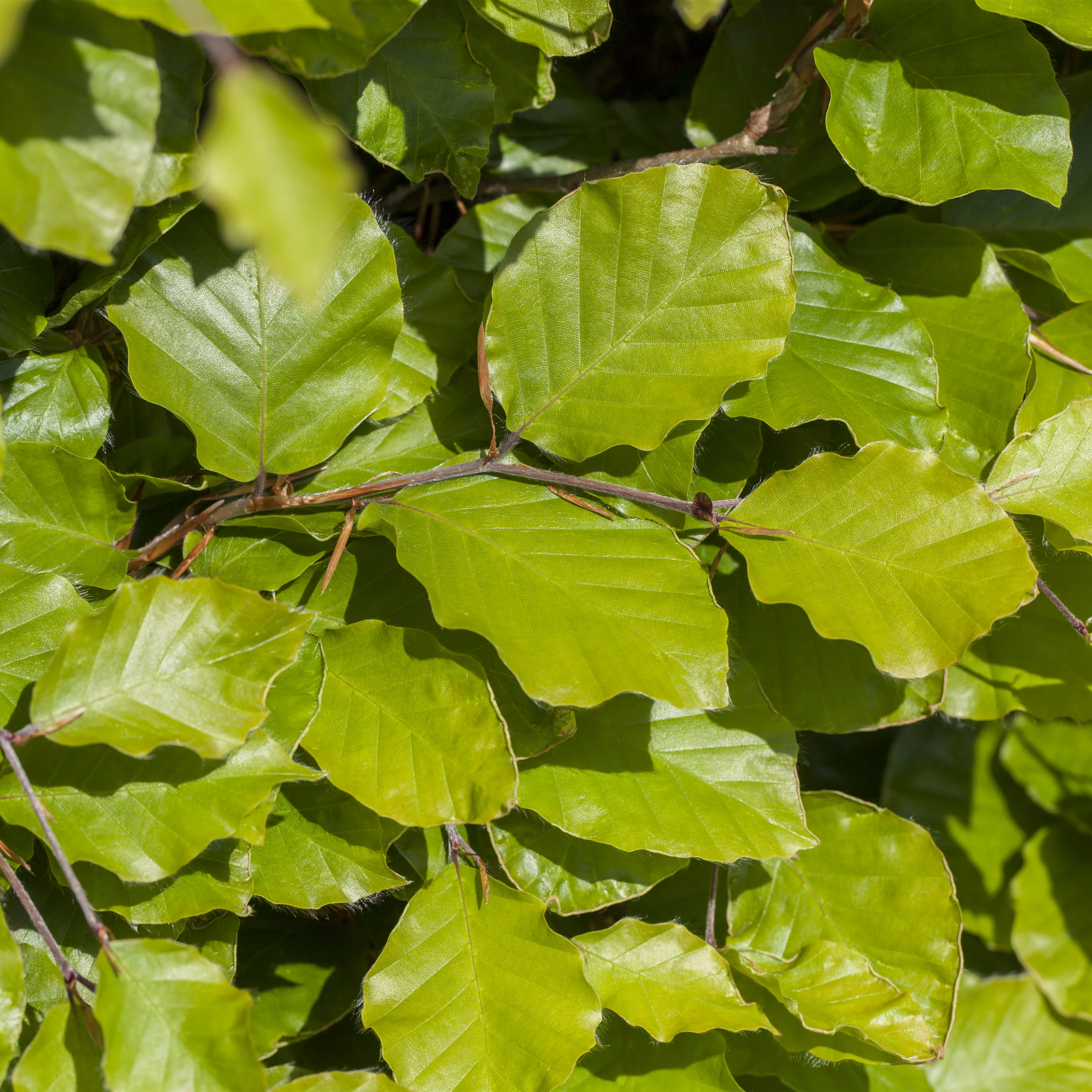 Fagus sylvatica 'Dawyck Gold'