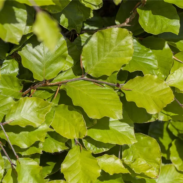 Fagus sylvatica 'Dawyck Gold'