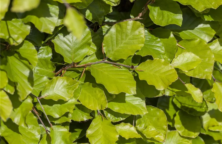 Fagus sylvatica 'Dawyck Gold'