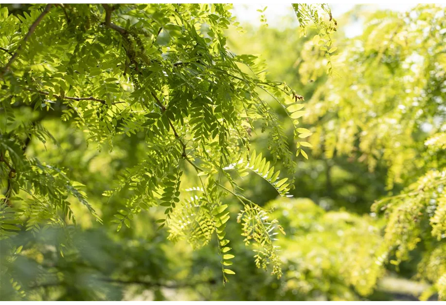 Lederhülsenbaum 'Skyline'