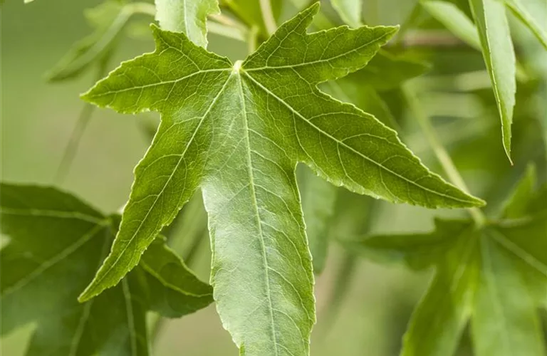 Liquidambar styraciflua