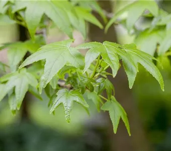 Liquidambar styraciflua 'Worplesdon'