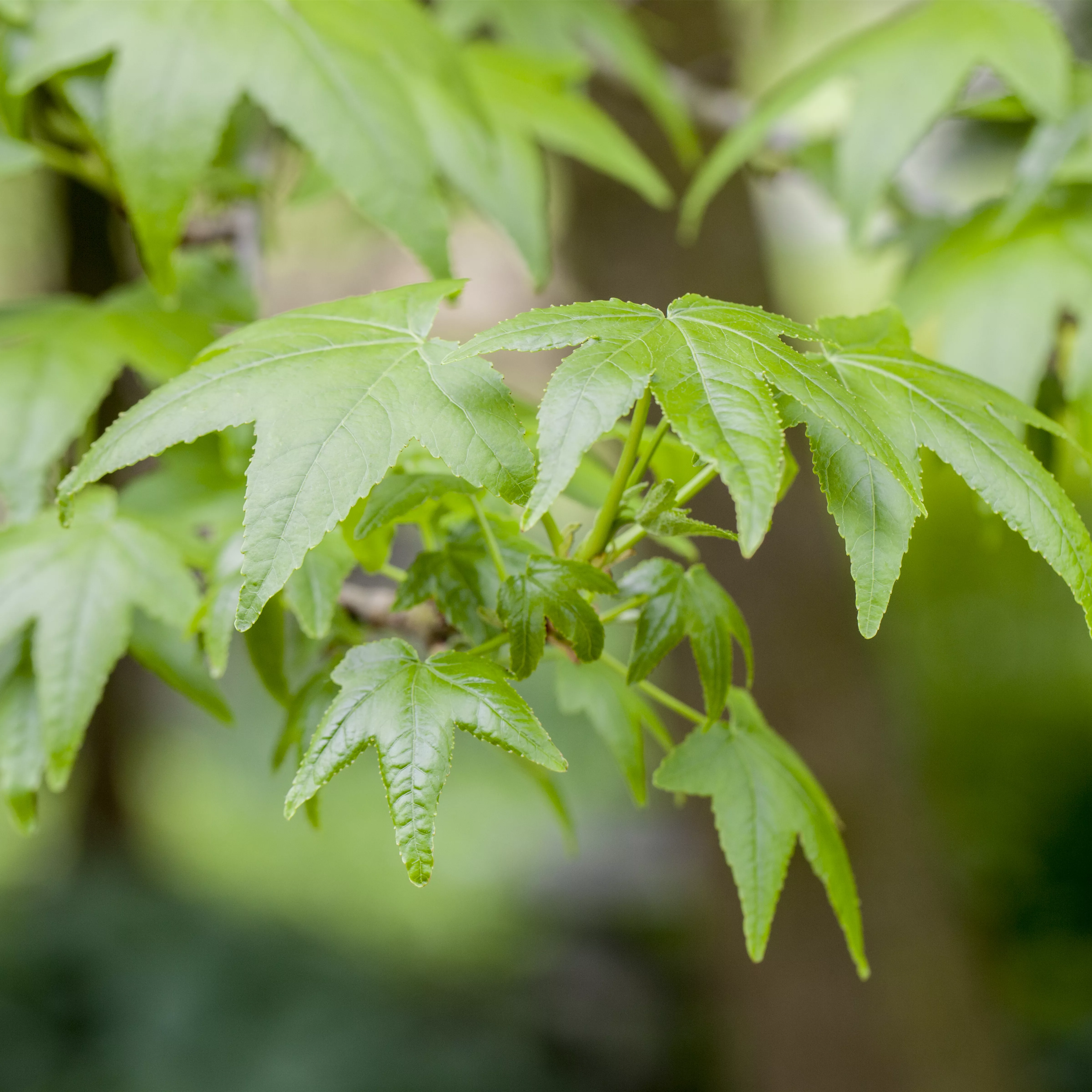 Liquidambar styraciflua 'Worplesdon'