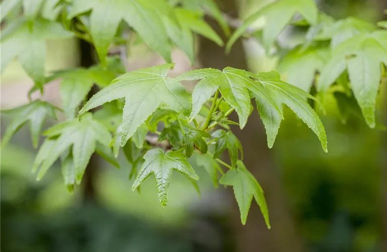 Liquidambar styraciflua 'Worplesdon'