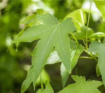 Liquidambar styracifl.'Slender Silhouette'