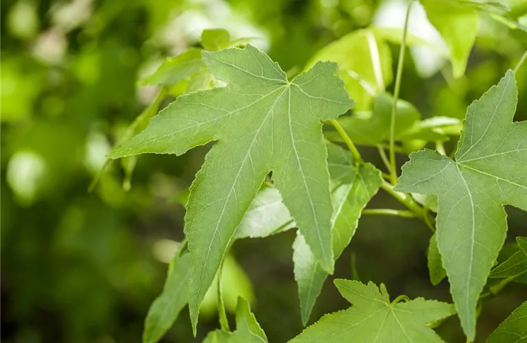 Liquidambar styracifl.'Slender Silhouette'