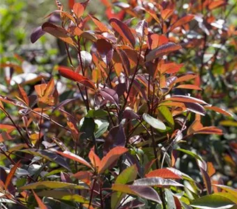 Photinia fraseri 'Red Robin'