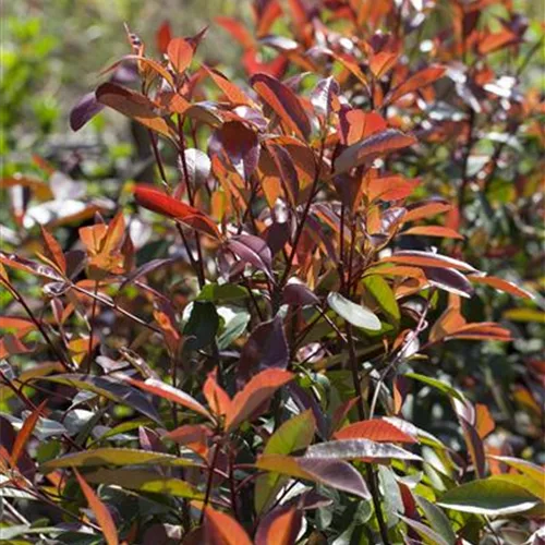 Photinia fraseri 'Red Robin'