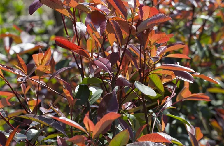 Photinia fraseri 'Red Robin'