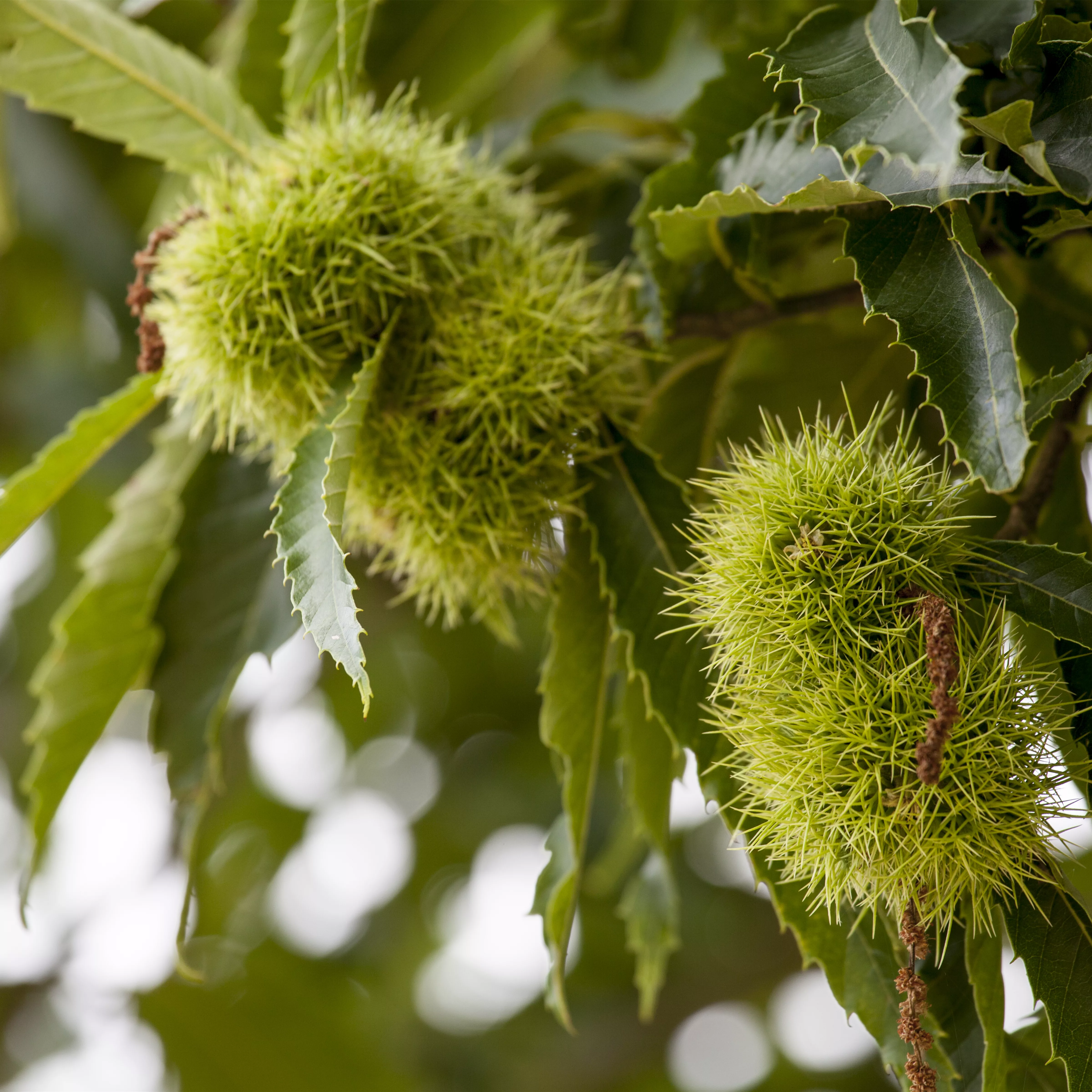 Castanea sativa