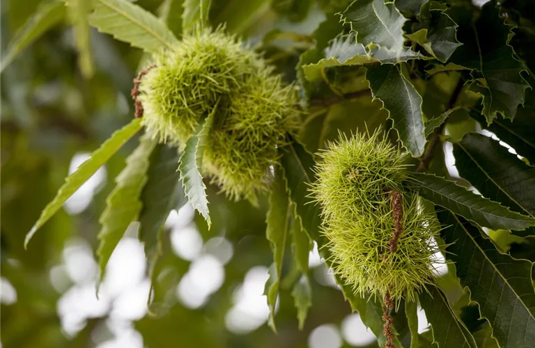 Castanea sativa 'Doree de Lyon' CAC