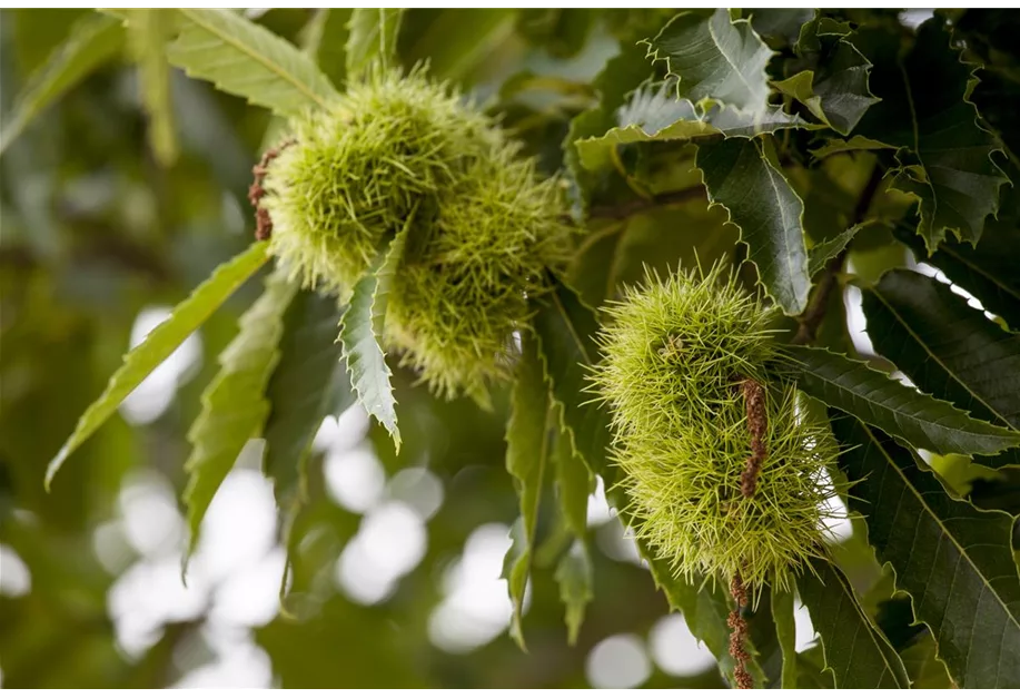 Esskastanie 'Ecker'