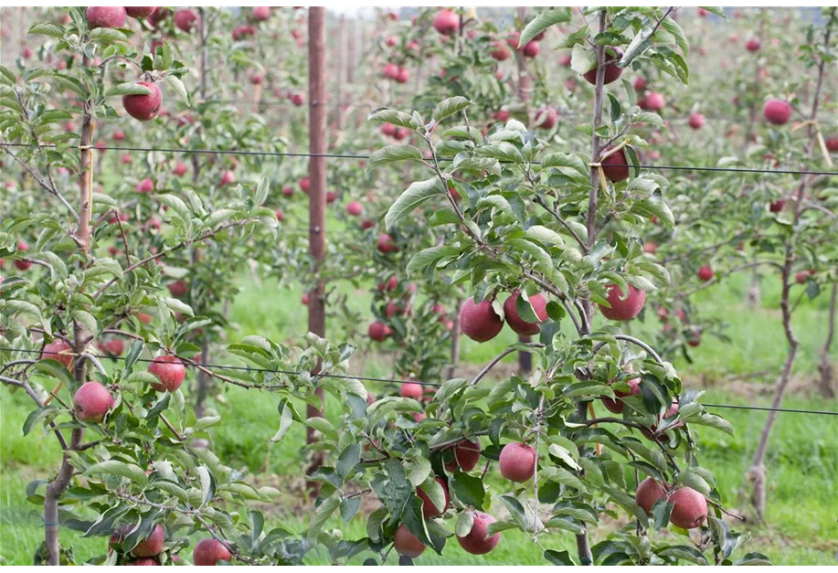 Apfel 'Roter Gravensteiner' mittel