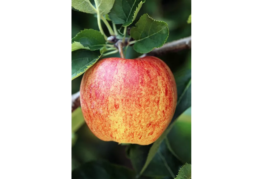 Apfel 'Ontario' spät