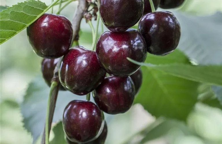 Prunus av.'Regina' CAC