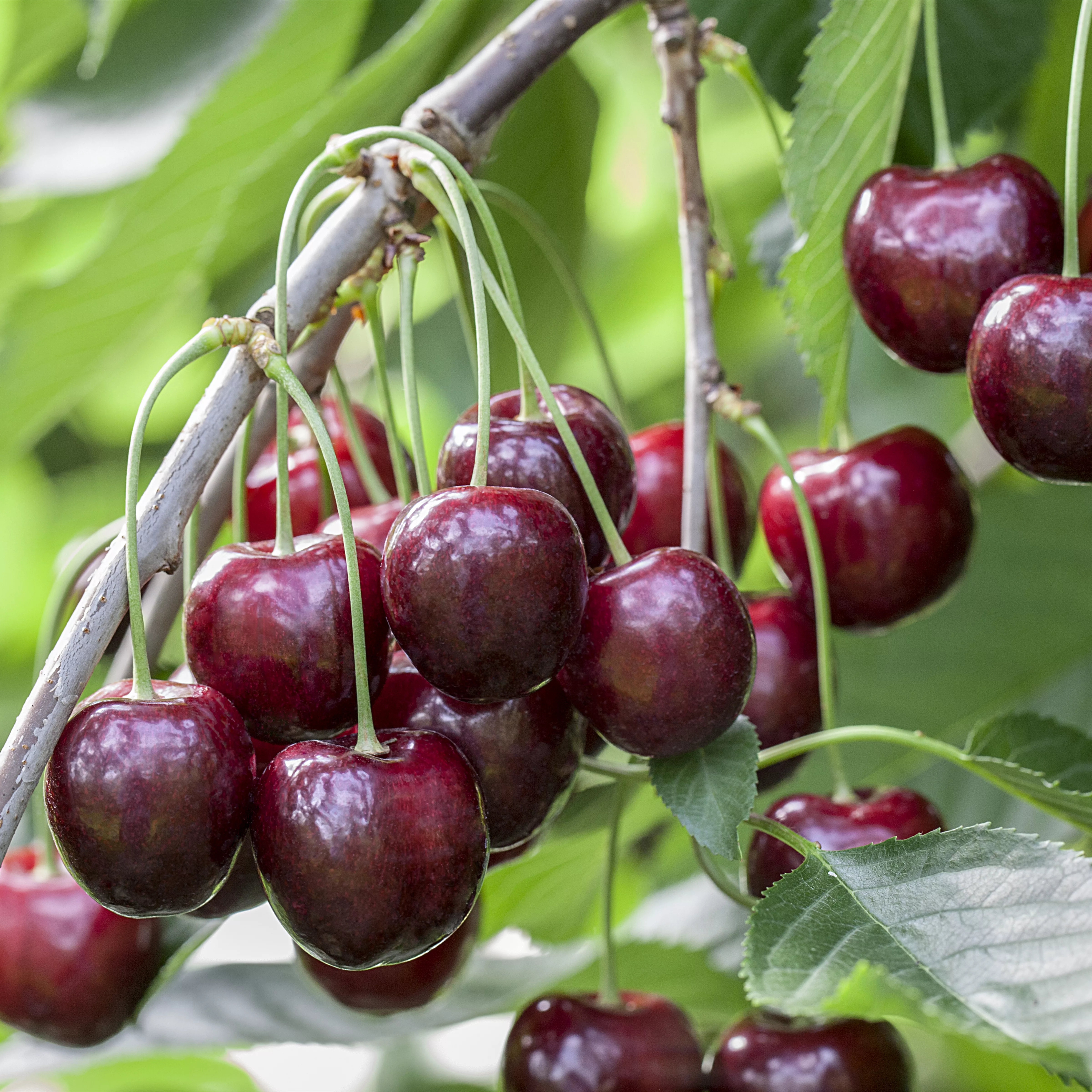 Prunus av.'Sunburst' CAC